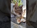 Stray Kitty Like Bread with Noodles... 🙀🐈🐈‍⬛😻 #kitties #straycat #cat #catlover