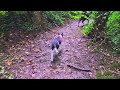ziggy's first forest adventure with Strider #ireland #bordercollie #adventures