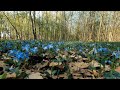 SPRING IN A FOREST FULL OF BIRDS