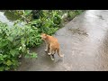 Funniest Animals 2024 😍 New Funny Cats and Dogs 😻🐶 Part 37