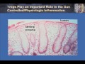 T Cell Effector Function: Part 2 - Th17 and T Regulatory Cells in Health and Disease