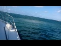 Hunting Dolphins