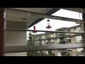 Hummingbird show