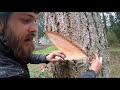 WORLD'S BEST TREE FELLING TUTORIAL! Way more information than you ever wanted on how to fell a tree!