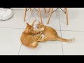 playful kitten #cat ##orangekitty #cutecat #gingercat #kitten #straycat