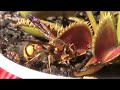 VENUS FLYTRAPS IN ACTION!  Short Version; No sound