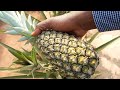 Tips for growing PINEAPPLES super FAST from the top/crown