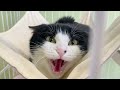 多頭飼育崩壊から保護された猫がブチギレ…【人馴れ訓練】