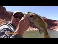 Fishing for a Mixed Bag at Lake Powell