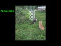 Kittens Meeting Their Feral Daddy #cat