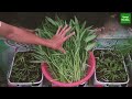 Grow water spinach with water and bat guano, no chemicals