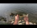 Summer Largemouth Bass Caught #fishing