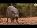 Funny Farm Animal Moments: Rabbit, Pigeon, Bear, Zebra, Flamingo, Wolf, Squirrel - Animal Paradise