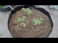 टमाटर बीज से कैसे उगाये | How to Grow Tomato from Seed - WITH FULL UPDATE