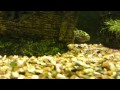 Green Spotted Pufferfish - Freshwater Community Tank. HD