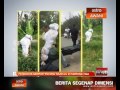 Penduduk gempar 'pocong' muncul di simpang tiga