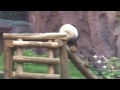 Pooping Panda.MOV