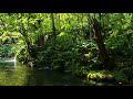 Soothing Music to Positive Feelings - Beauty Nature