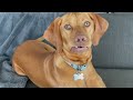 What It's Actually Like Owning a Vizsla | Spend the Day With Willa