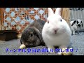 #643 うさぎの優雅な一日 バナナもぐもぐ動画