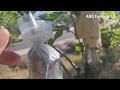 How to Propagate and Grow Magnolia Trees from ROOTED Branches Using Air Layering Technique (粉色玉兰)