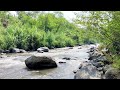 Gurgling River Water 으르렁 거리는 강물, NATURE Water Sounds, The Sound Of Water For Sleeping, Study, Relax