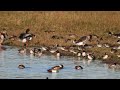 La SARCELLE D'HIVER (Anas crecca) / Eurasian teal    #baiedesomme