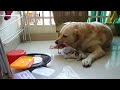 Dog eats Pork Shoulder