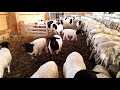 Dorper sheep. Lambs 6 weeks 2020