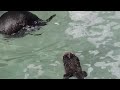 Monterey Bay Aquarium Otter Pup 3/6/2016