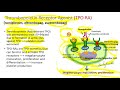 Immune Thrombocytopenia (ITP): Advances in Treatment in 2020
