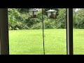 Florida Squirrel Teasing Singapura House cat