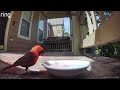 A cardinal drinking