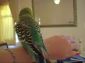 A very happy budgie!