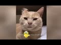 😸 A fun day with adorable cat actions 😂😘 Funny Animal Moments 2024 🐶❤️