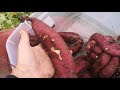 Growing sweet potatoes in a cold climate!