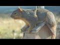 HILARIOUS! Squirrel Eating Upside Down, Hanging From My Skinny Bird Feeder