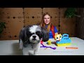 Assistant and Waggles are Play Doh Pet Vets In the Box Fort Tunnels