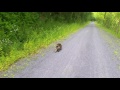 Porcupine, Pine Creek Valley, Pennsylvania,U.S.