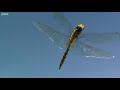 Real-Life Spider Shoots Web 25 Metres Long! | The Hunt | BBC Earth