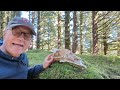 Anatomy of a Bear Skull - How to Stop a Charging Kodiak Brown Bear