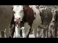 Happy Cows going for a walk - Dairy Cow Video