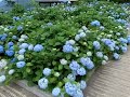 Hydrangea garden in Kyoto Japan