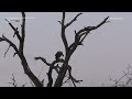 SafariLIVE Sunrise Safari - 07 August 2024