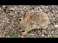 better sound. wild rabbit wheezing, squeaking. what is wrong?  please comment #wildrabbits #rabbits