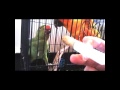 Cute Sun Conure uses foot to keep Indian Ringneck away from food.