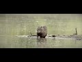 CANON R7 RF200-800 C-LOG 3 WILDLIFE CINEMATIC 4K