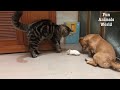 Funniest DOGS and CATS 2024 - Funny videos Animals - Funny PETS collection P1