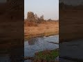 White Heron searching_fish in morning and Fly