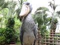 Shoebill storks make some strange noises